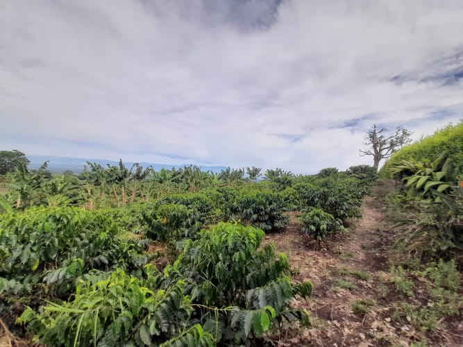 Lote en venta en Arabia, Pereira · foto 2 de 23