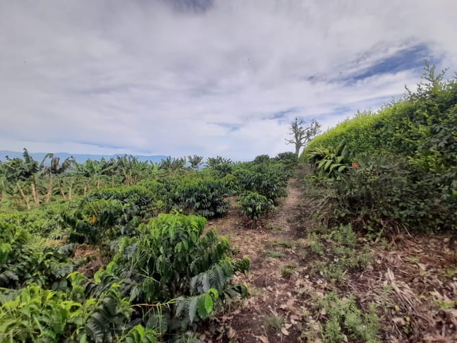 Lote en venta en Arabia, Pereira · foto 7 de 23