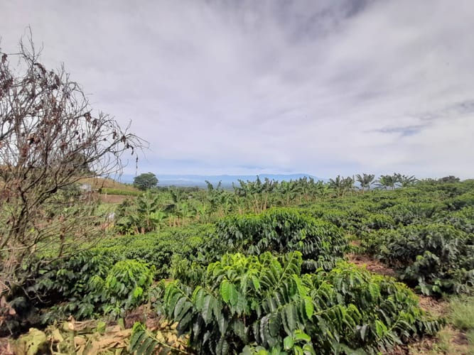 Lote en venta en Arabia, Pereira · foto 10 de 23