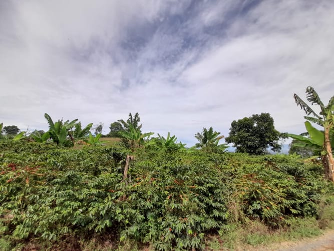 Lote en venta en Arabia, Pereira · foto 13 de 23