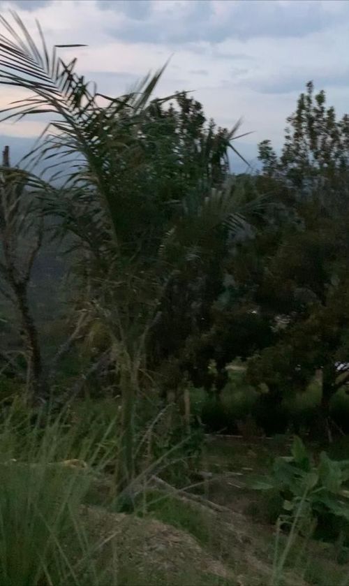 Finca en venta en La Cabaña, Manizales, 9000 m² · foto 2 de 7