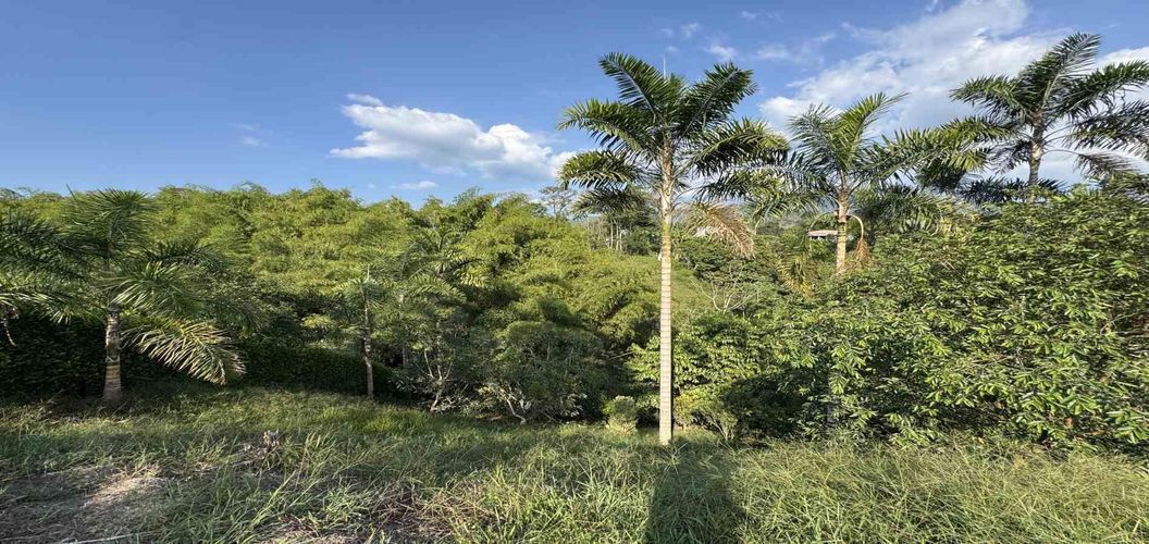 Lote en venta en Combia, Pereira, 2000 m² · foto 8 de 17