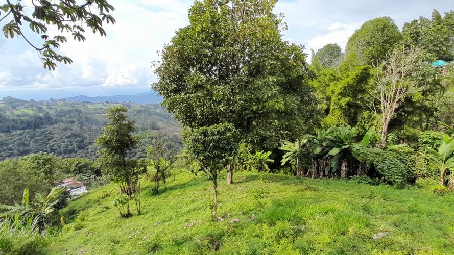 Lote en venta en Olivares, Manizales, 3150 m² · foto 14 de 17