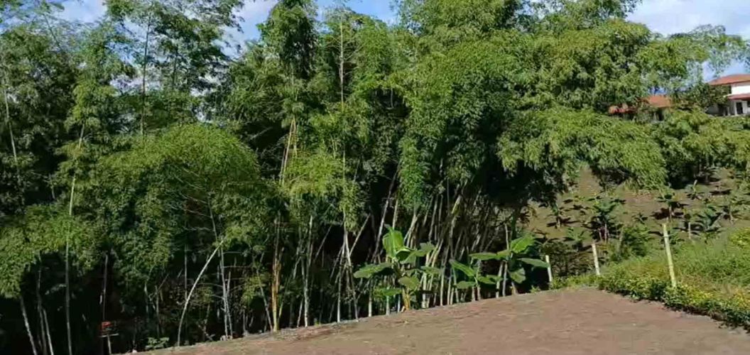 Lote en venta en Sector Plaza De Bolivar, Pereira · foto 11 de 12