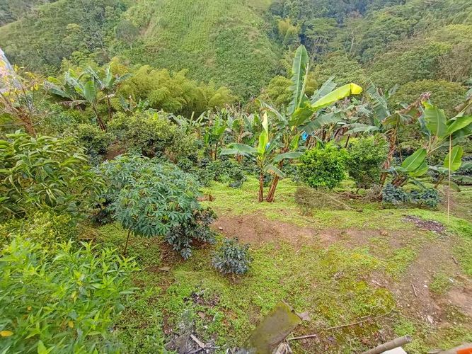 Finca en venta en Santana, Dosquebradas, 13000 m² · foto 4 de 19
