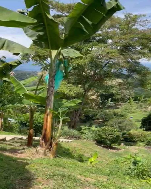 Lote en venta en La Cabaña, Manizales · foto 6 de 13