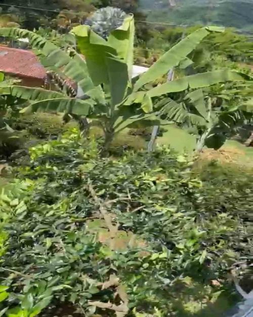 Lote en venta en La Cabaña, Manizales · foto 9 de 13