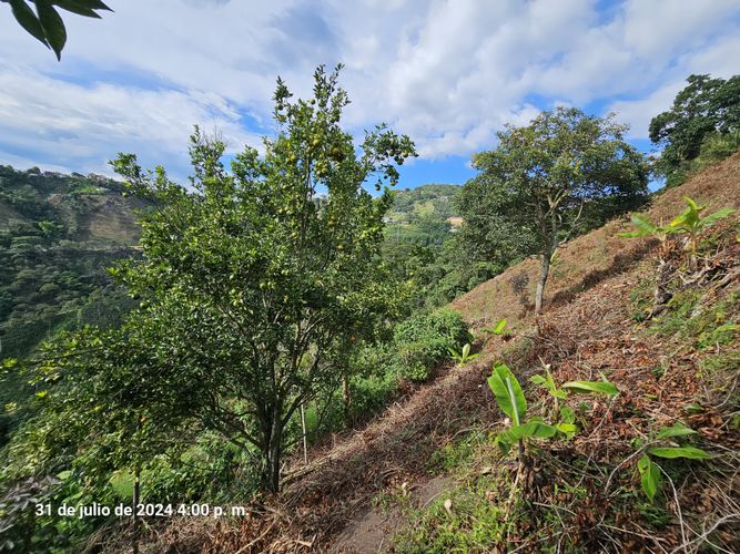 Finca en venta en Alto Tablazo, Manizales, 100 m² · foto 10 de 24