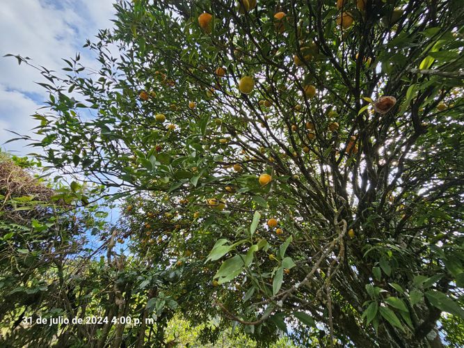Finca en venta en Alto Tablazo, Manizales, 100 m² · foto 11 de 24