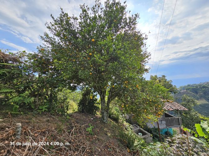Finca en venta en Alto Tablazo, Manizales, 100 m² · foto 12 de 24