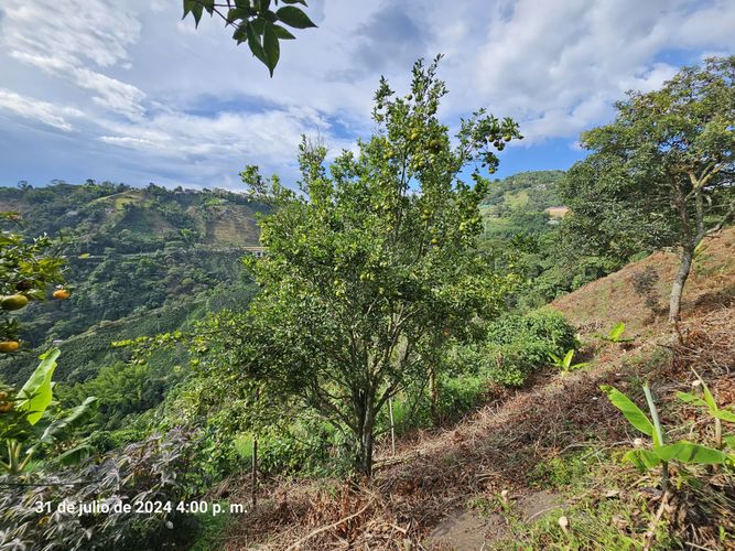 Finca en venta en Alto Tablazo, Manizales, 100 m² · foto 13 de 24