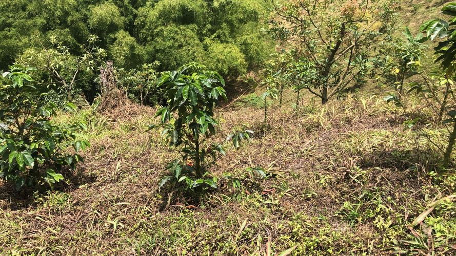 Lote en venta en El Rodeo, Dosquebradas, 200 m² · foto 2 de 10