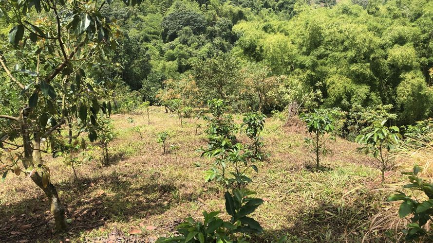 Lote en venta en El Rodeo, Dosquebradas, 200 m² · foto 6 de 10
