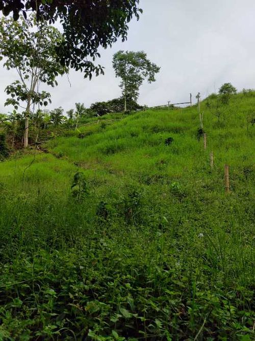 Lote en venta en San Jose Sur, Pereira, 1800 m² · foto 7 de 21
