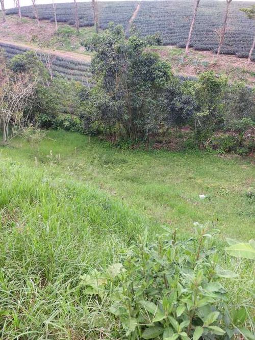 Lote en venta en San Jose Sur, Pereira, 1800 m² · foto 13 de 21