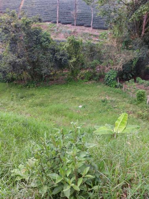 Lote en venta en San Jose Sur, Pereira, 1800 m² · foto 14 de 21