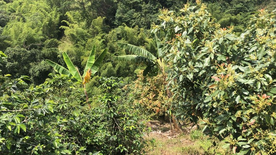 Lote en venta en Campestre A, Dosquebradas, 200 m² · foto 11 de 13