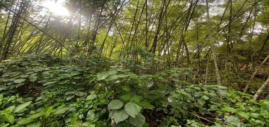 Lote en venta en La Trinidad, Manizales · foto 2 de 16