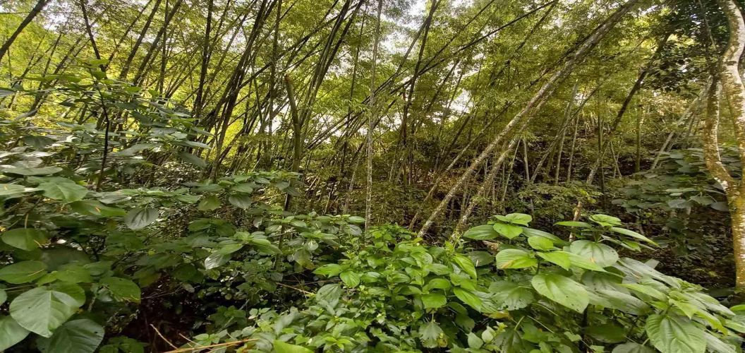 Lote en venta en La Trinidad, Manizales · foto 3 de 16