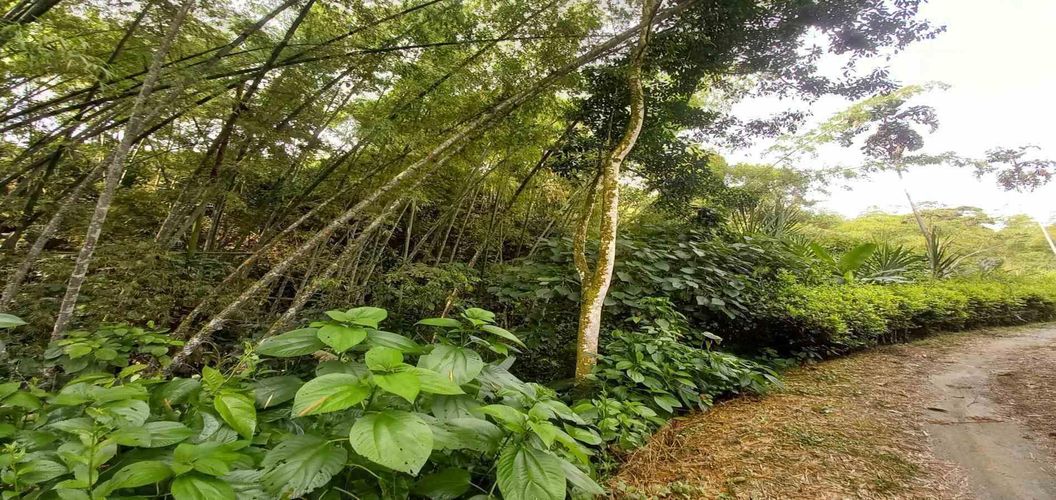 Lote en venta en La Trinidad, Manizales · foto 4 de 16