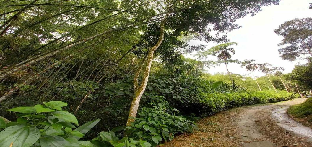 Lote en venta en La Trinidad, Manizales · foto 5 de 16