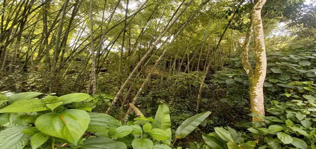 Lote en venta en La Trinidad, Manizales · foto 6 de 16