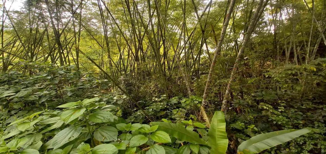 Lote en venta en La Trinidad, Manizales · foto 7 de 16
