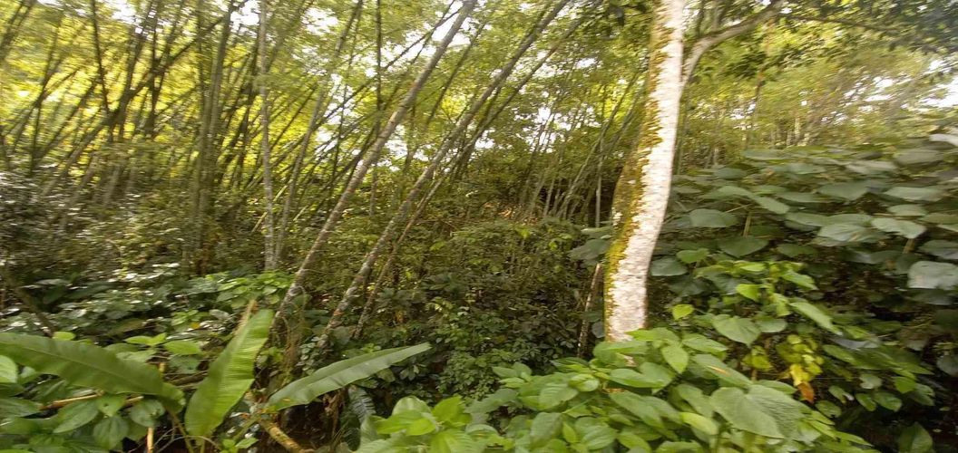 Lote en venta en La Trinidad, Manizales · foto 8 de 16
