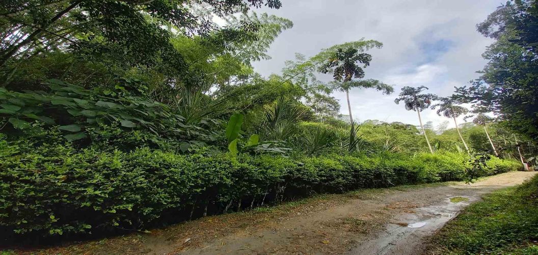 Lote en venta en La Trinidad, Manizales · foto 9 de 16