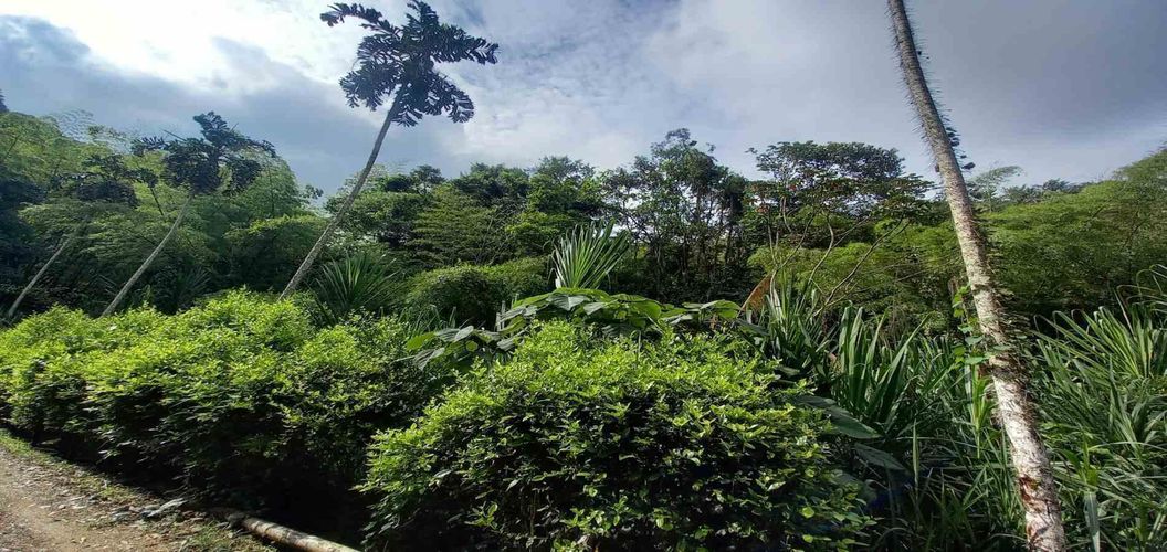 Lote en venta en La Trinidad, Manizales · foto 14 de 16