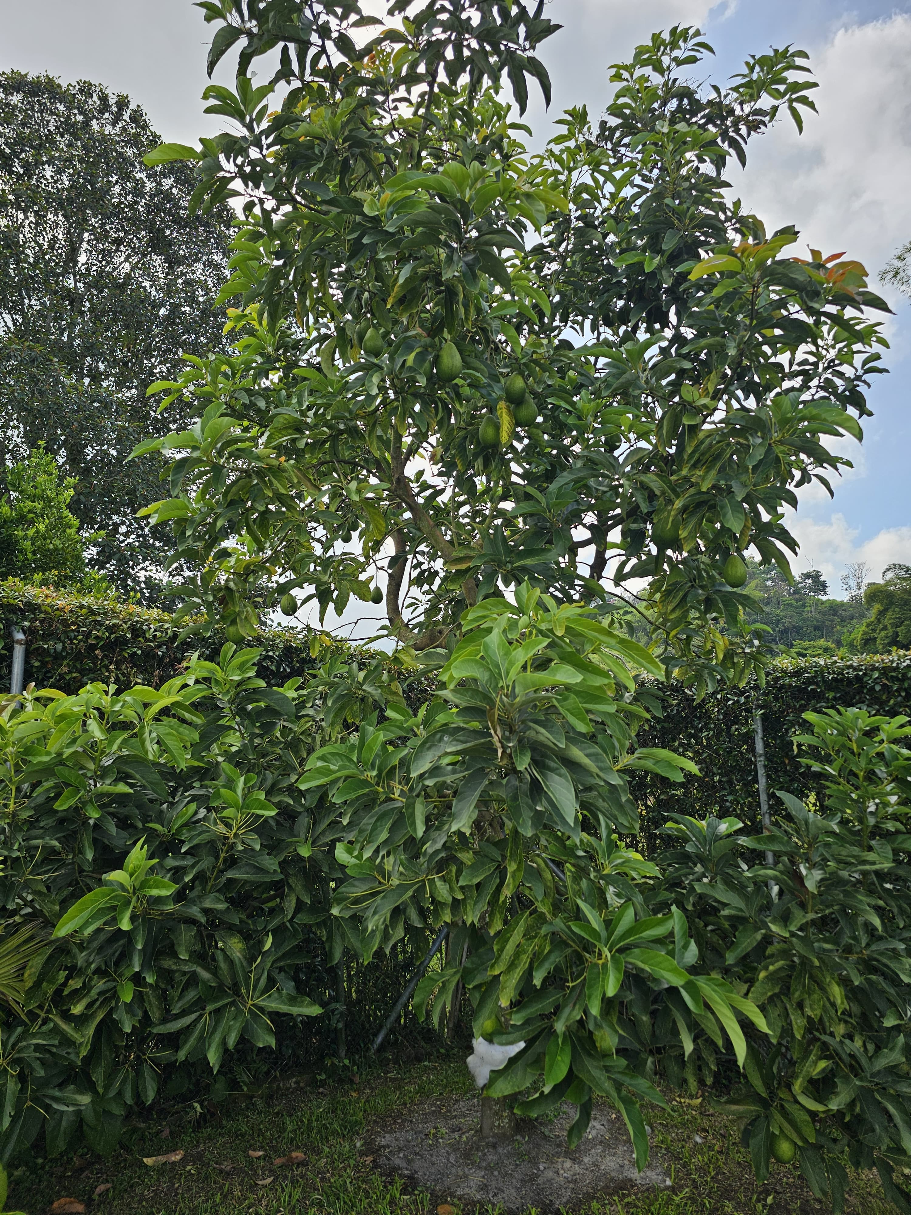 Casa en venta en Pereira, Pereira · foto 16 de 24