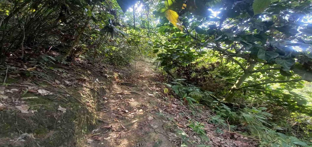 Lote en venta en San Peregrino, Manizales, 5000 m² · foto 2 de 16