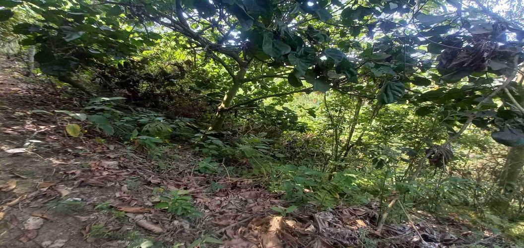 Lote en venta en San Peregrino, Manizales, 5000 m² · foto 3 de 16