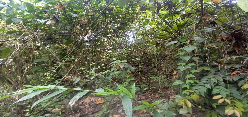 Lote en venta en San Peregrino, Manizales, 5000 m² · foto 6 de 16
