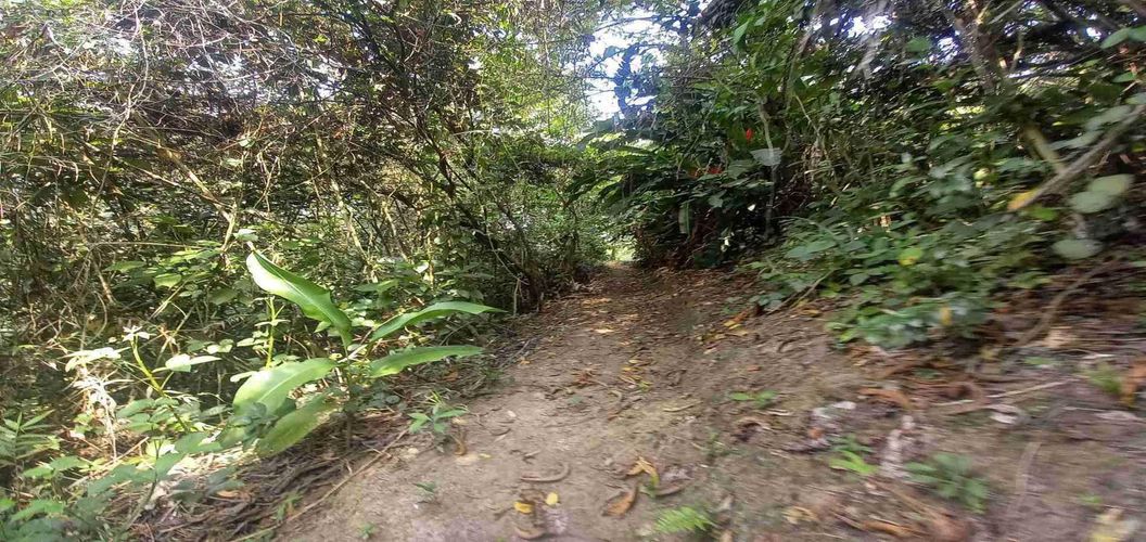 Lote en venta en San Peregrino, Manizales, 5000 m² · foto 7 de 16