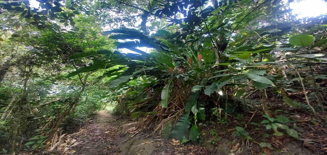 Lote en venta en San Peregrino, Manizales, 5000 m² · foto 8 de 16
