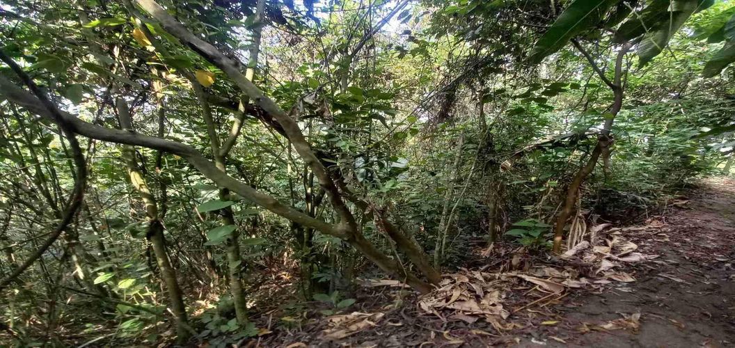 Lote en venta en San Peregrino, Manizales, 5000 m² · foto 9 de 16