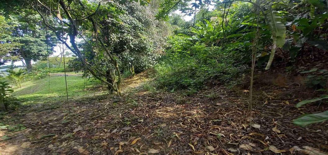 Lote en venta en San Peregrino, Manizales, 5000 m² · foto 11 de 16