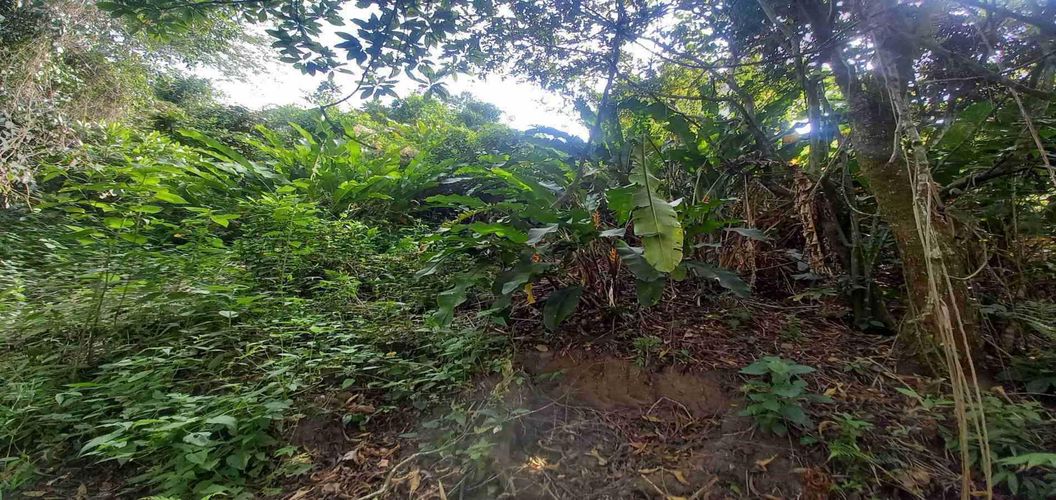 Lote en venta en San Peregrino, Manizales, 5000 m² · foto 12 de 16