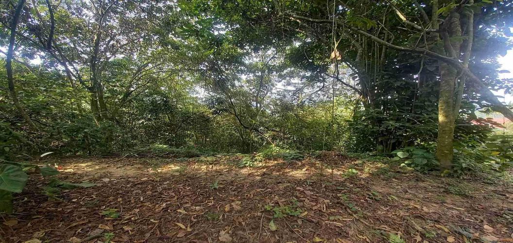 Lote en venta en San Peregrino, Manizales, 5000 m² · foto 13 de 16