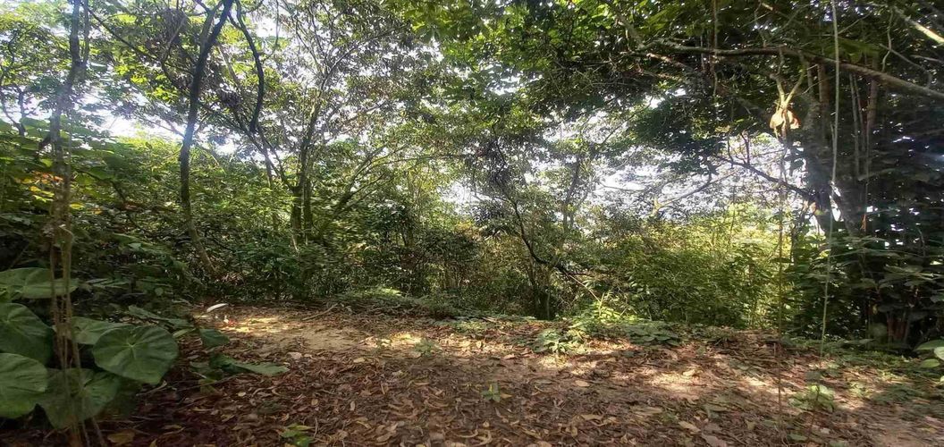 Lote en venta en San Peregrino, Manizales, 5000 m² · foto 14 de 16