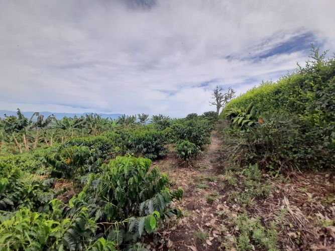 Lote en venta en Arabia, Pereira · foto 7 de 23