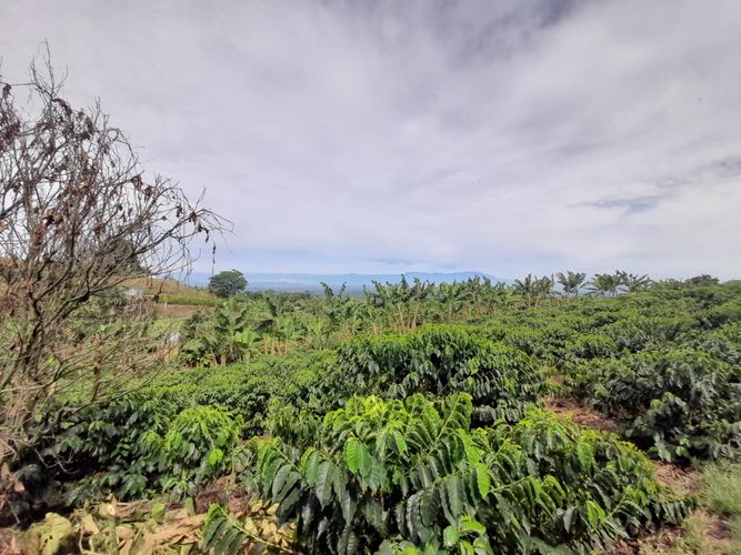 Lote en venta en Arabia, Pereira · foto 8 de 23