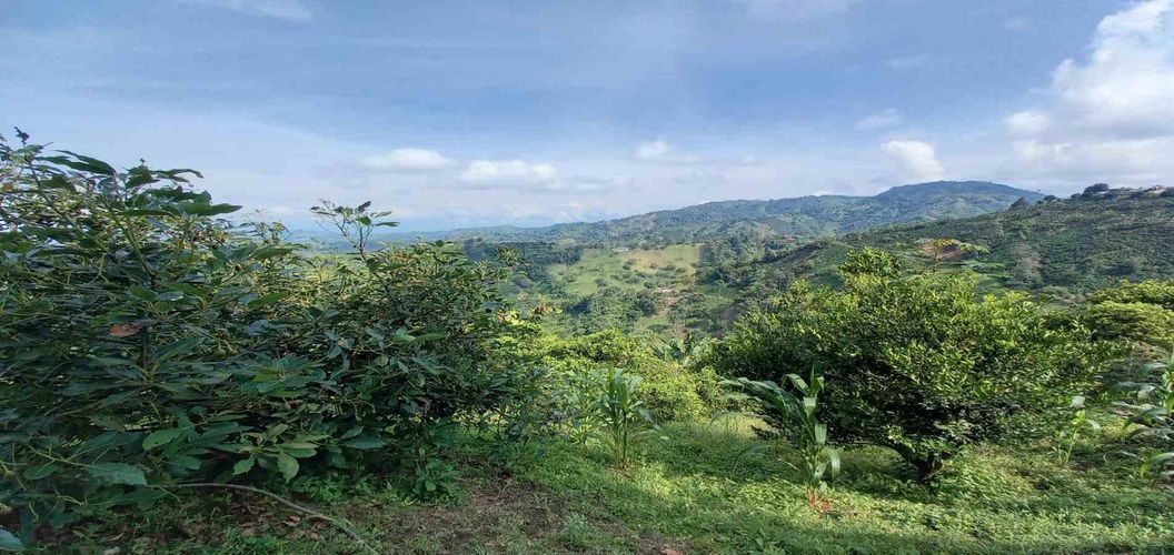 Finca en venta en La Aurora, Manizales, 350 m² · foto 3 de 24