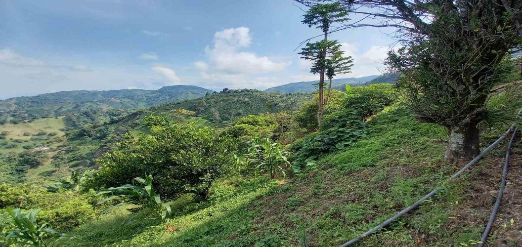 Finca en venta en La Aurora, Manizales, 350 m² · foto 4 de 24