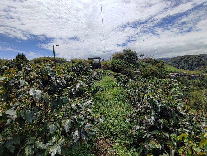 Finca en venta en Tribunas Corcega, Pereira, 650 m² · foto 5 de 24