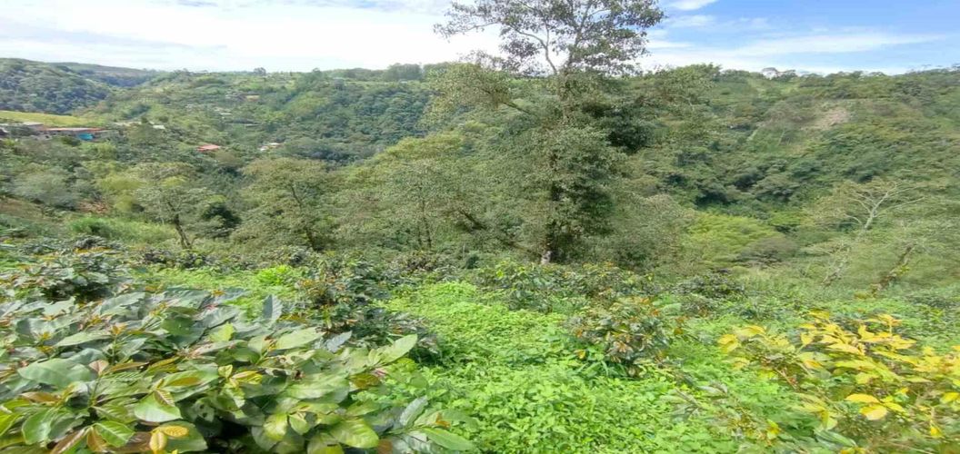 Finca en venta en Tribunas Corcega, Pereira, 650 m² · foto 6 de 24