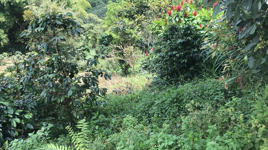 Lote en venta en El Rodeo, Dosquebradas, 200 m² · foto 9 de 12