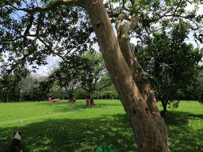 Lote en venta en Cerritos, Pereira, 7000 m² · foto 8 de 17