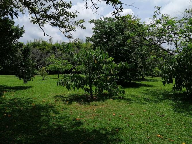 Lote en venta en Cerritos, Pereira, 7000 m² · foto 9 de 17